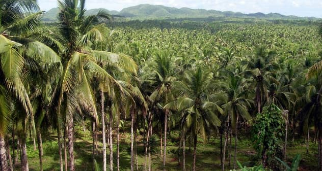 Coconut Trees