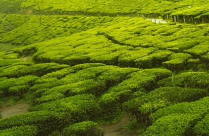 Kerala Luxury Backwaters