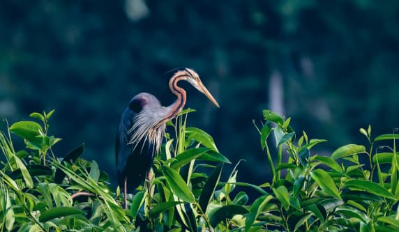 Bird Sanctuary
