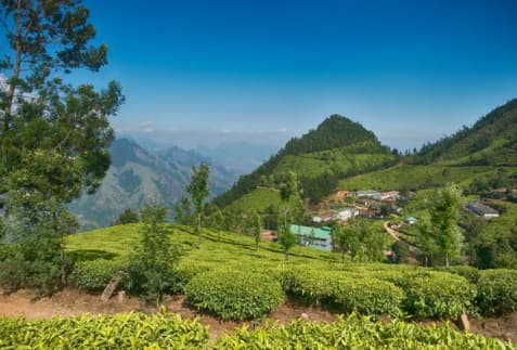 Munnar Hills