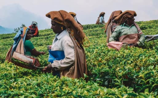 Munnar Tea Gardens