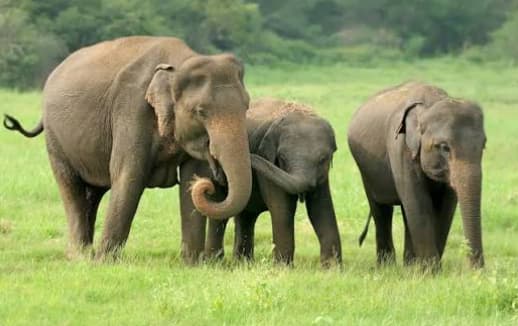 Wild Elephants