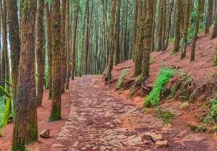 Pine Forest